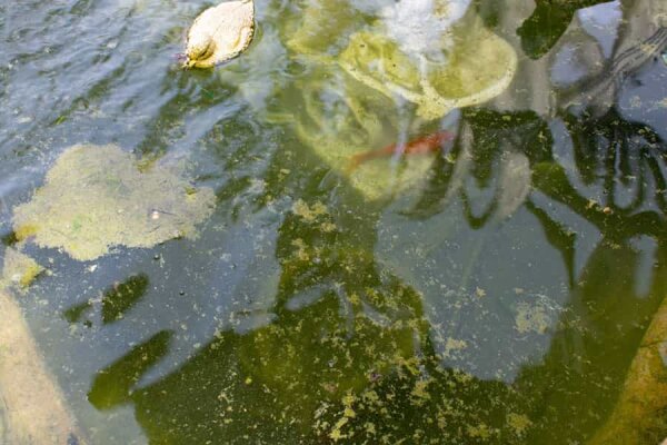 Algen im Teich natürlich bekämpfen - Algen im Teich natürlich bekämpfen: Ursachen dauerhaft beheben! | BioTeiGa.de