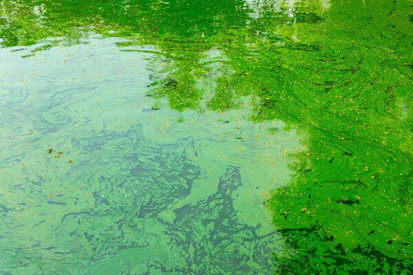 Grünes Wasser im Teich - Grünes Wasser im Teich - was tun? | BioTeiGa.de